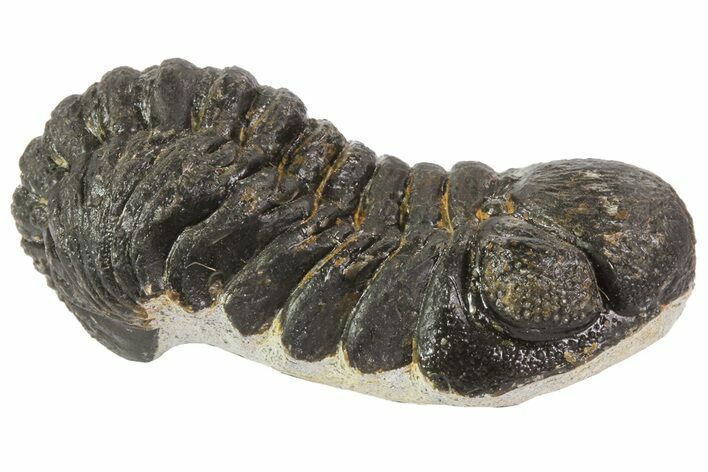 Austerops Trilobite Fossil - Rock Removed #67037